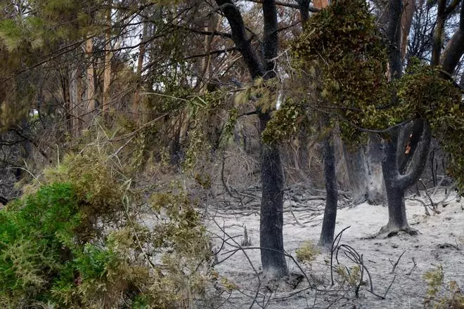 Las primeras imágenes del Saler tras el devastador incendio en la Devesa