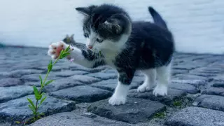 Gatos: así se comunican contigo