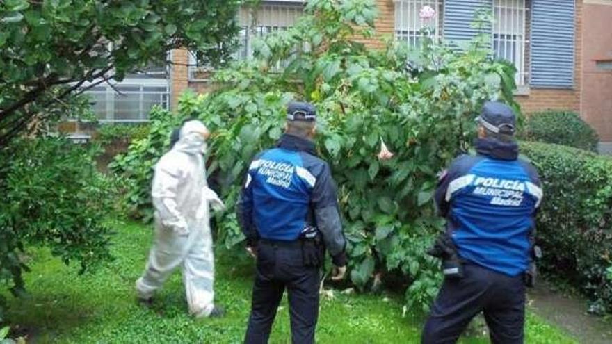 Agentes de la Policía Local entre las plantas.