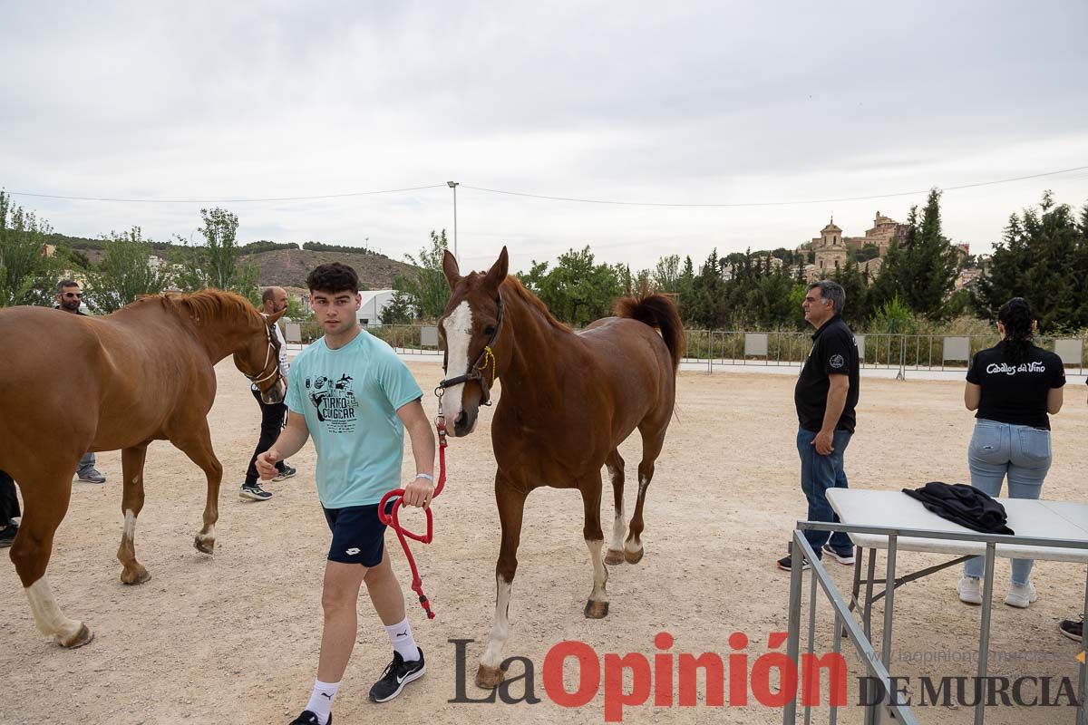 Control veterinario de los Caballos del Vino en Caravaca