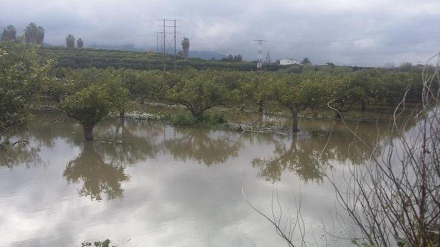 Una parcela de cítricos inundada tras las lluvias.