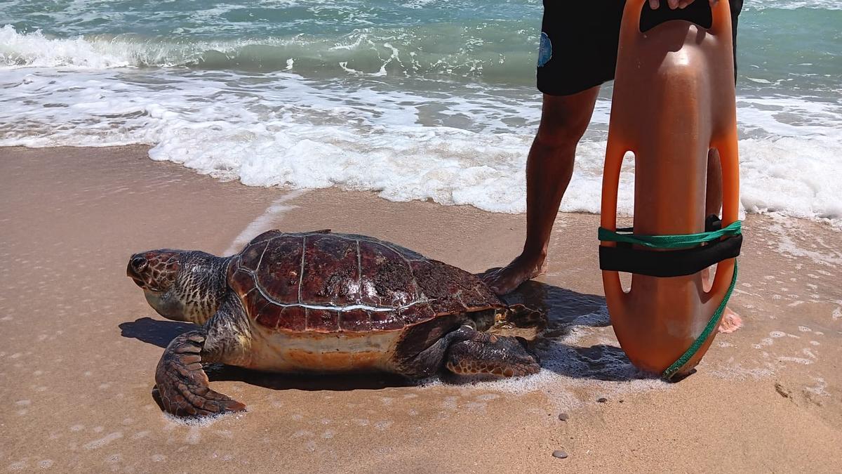 Imagen de la tortuga encontrada en la playa de Peñíscola.