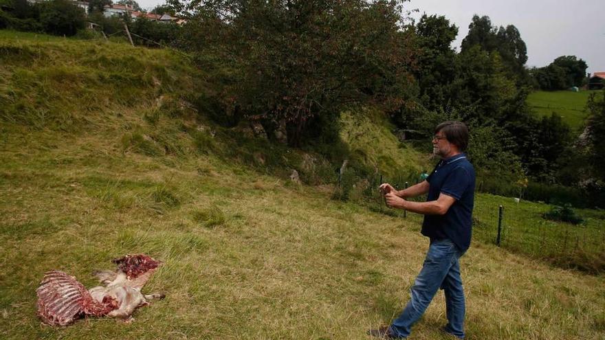 Alberto Tirador, ayer, junto a uno de los animales muertos en La Peral.