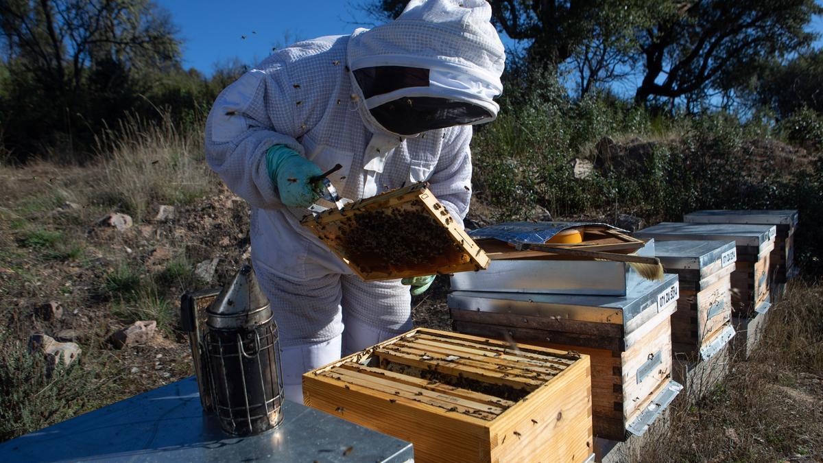 Un apicultor trabaja con sus colmenas en la provincia de Zamora.