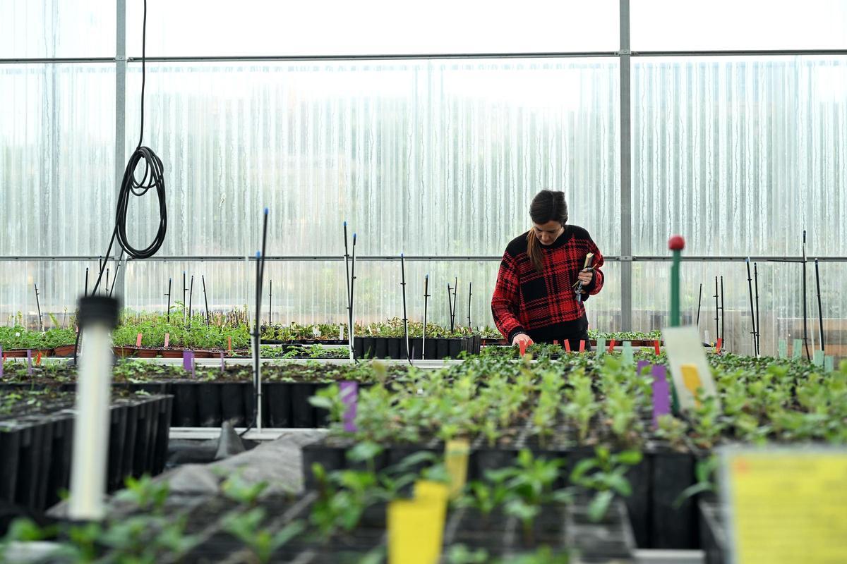 Una profesora de la asignatura de producción de plantas del ciclo medio de jardinería del ISMAB.