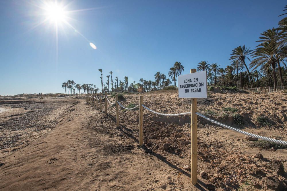 Costas ha realizado un proyecto de regeneración de los restos del cordón dunar de cala Ferrís, además de trabajos de poda y plantación de vegetación autóctona