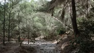 El PSOE de Palma exige al alcalde un plan urgente para proteger la finca de Son Quint