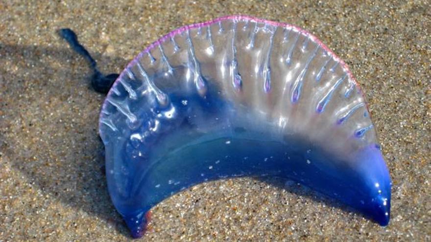 Prohíben el baño en playas de Cádiz por la aparición de medusas tóxicas