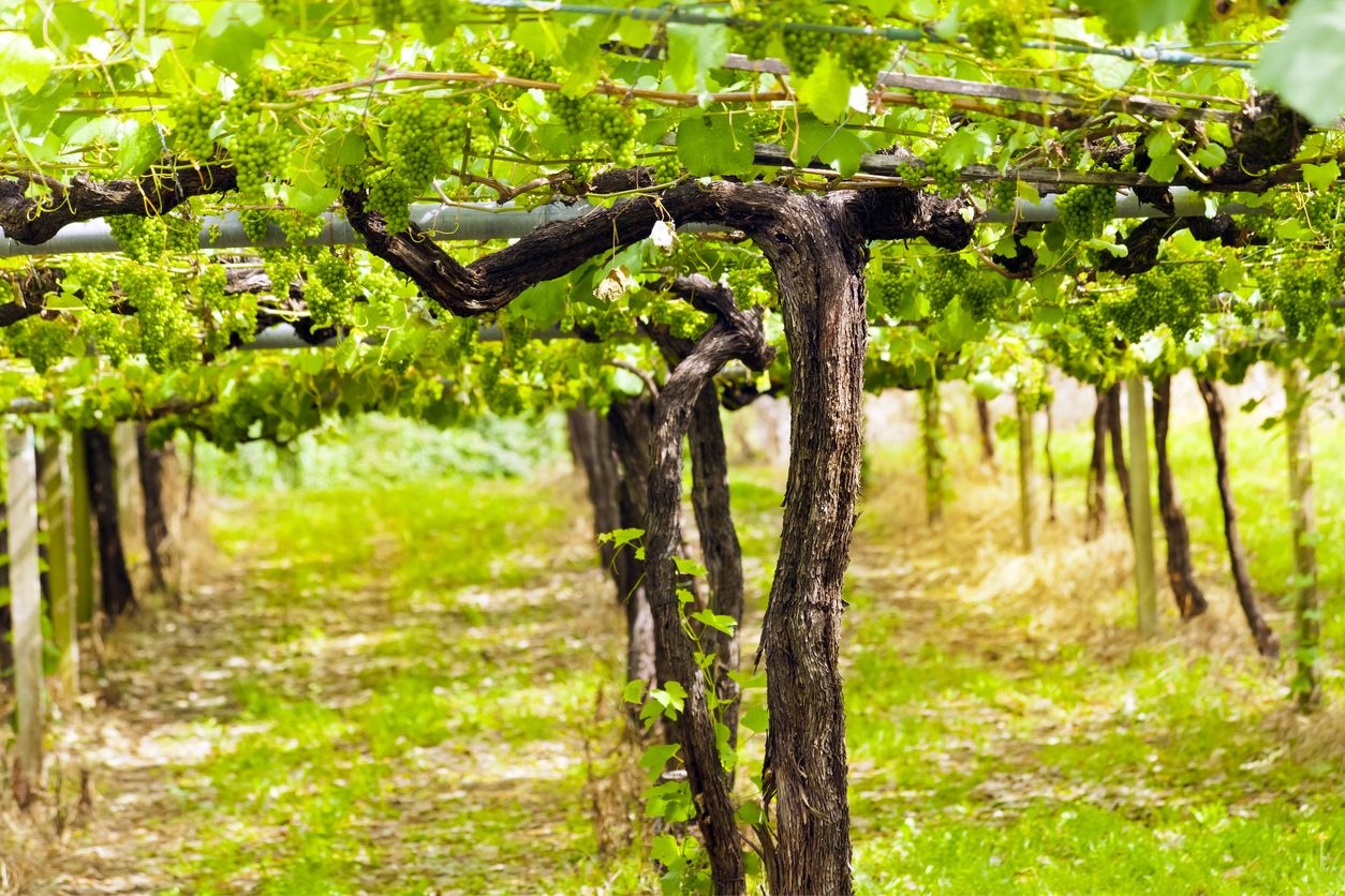 Los campos de viñedos de Lorauco fascinan por sus variedades de uva