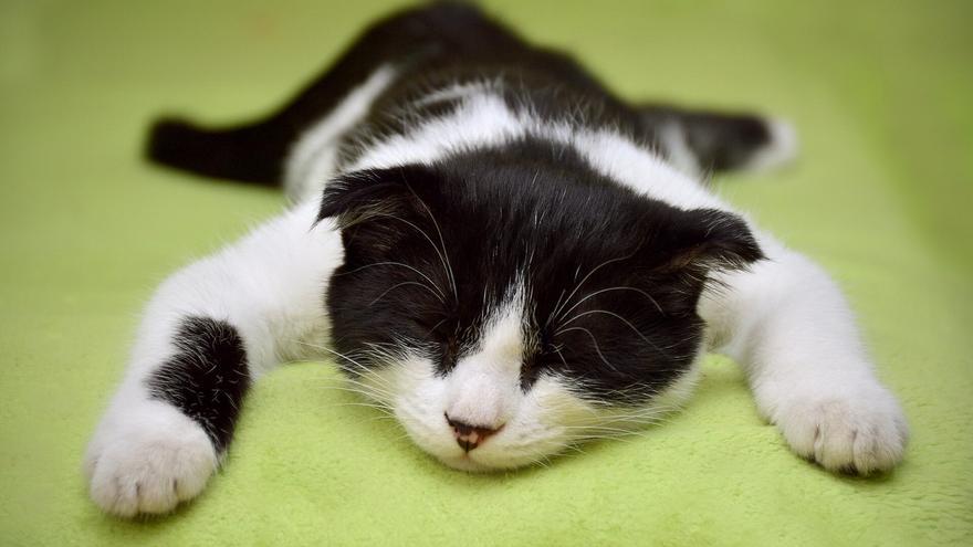 Los gatos del mundo, en grave peligro por la gripe aviar / Pixabay