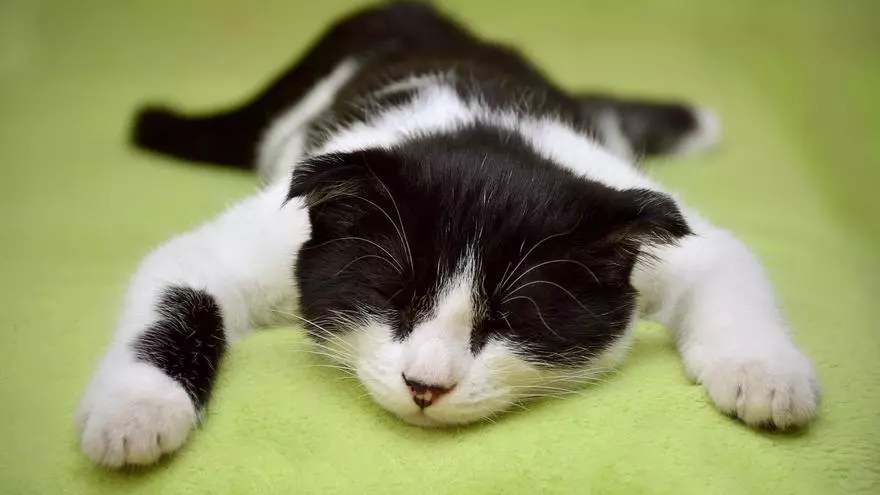 Alerta científica: los gatos, en grave peligro por la gripe aviar