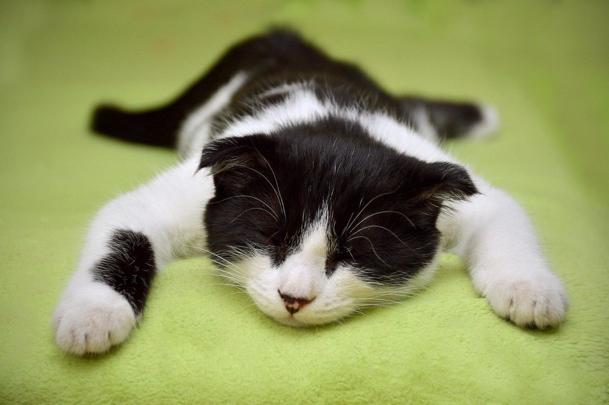 Los gatos del mundo, en grave peligro por la gripe aviar