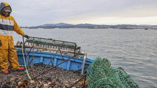 Capturas de un barco dedicado a la vieira esta misma semana.