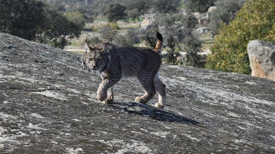 Fallece un cachorro de lince nacido en la localidad cacereña Zarza de Granadilla