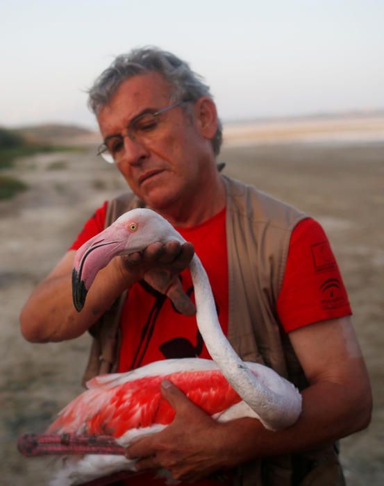 Manuel Rendon holds a female flamingo, which was ...