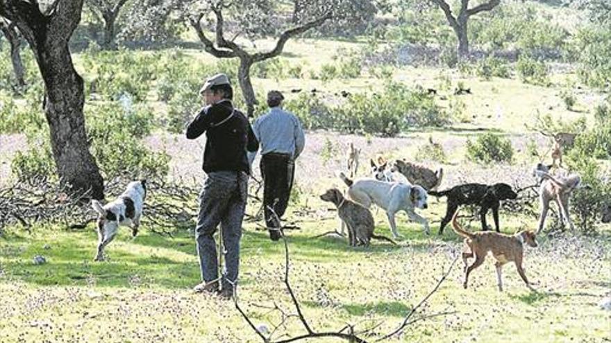 Autorizan abatir un millar de hembras de ciervo en Monfragüe