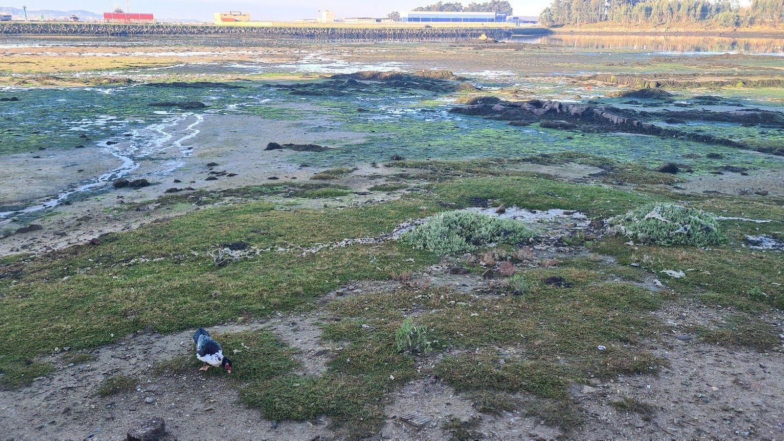 Una vista de la zona intermareal en la que conviven patos, ocas, garzas, espátulas y otras muchas especies, en Cambados.