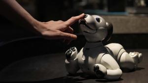 Una mujer acaricia a un perro robot en una de las salas del Centre de Cultura Contemporània de Barcelona (CCCB).