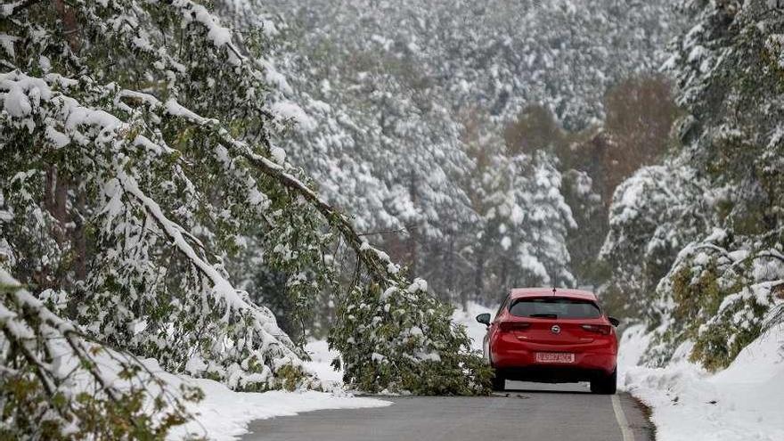 Un coche circula por las cercanías de Pedrafita y esquiva un árbol caído por la nieve.