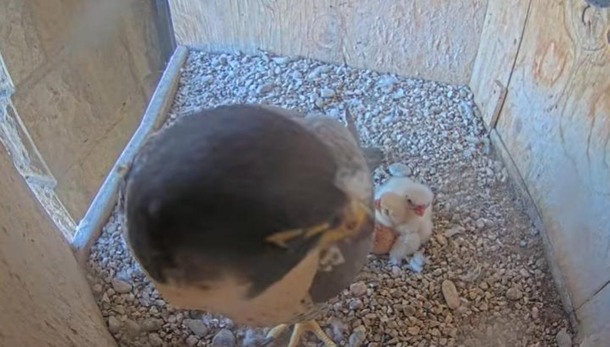 Dos crías de halcón peregrino nacieron el pasado domingo 12 de abril en el nido de la Sagrada Família de Barcelona