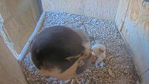 Dos crías de halcón peregrino nacieron el pasado domingo 12 de abril en el nido de la Sagrada Família de Barcelona