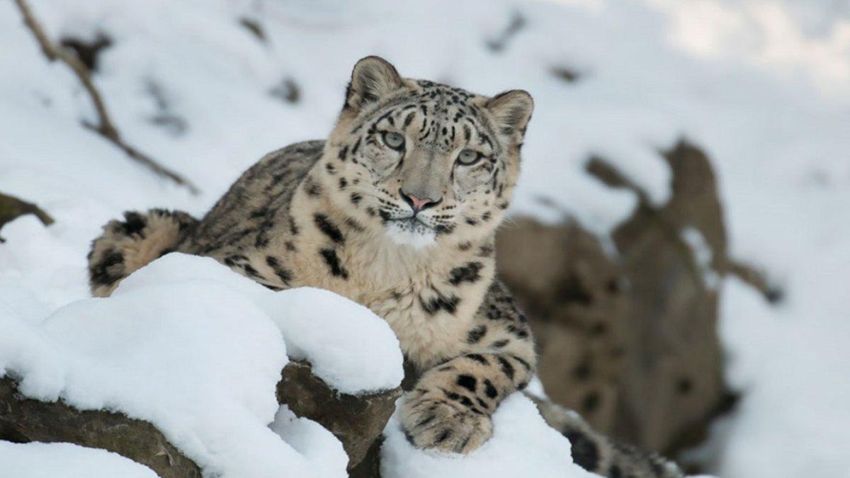 El leopardo de las nieves está en peligro de extinción