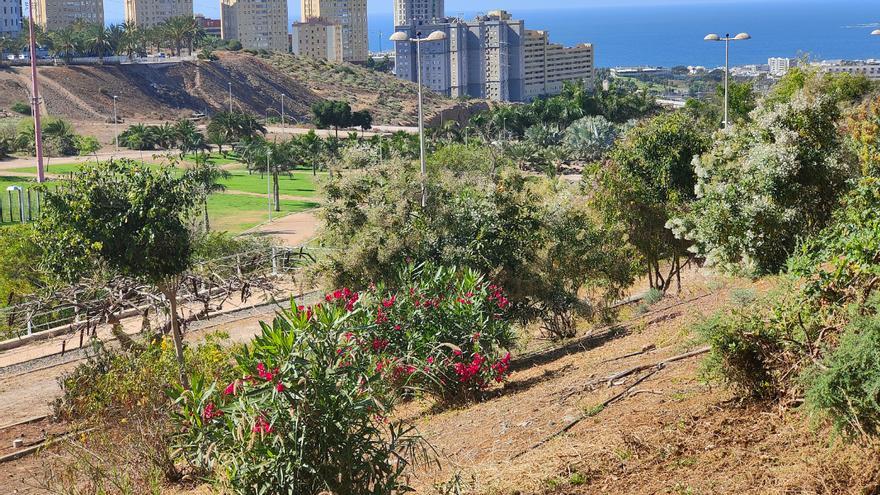 Unidas Sí Podemos regulará el arbolado urbano de Las Palmas de Gran Canaria para combatir la emergencia climática