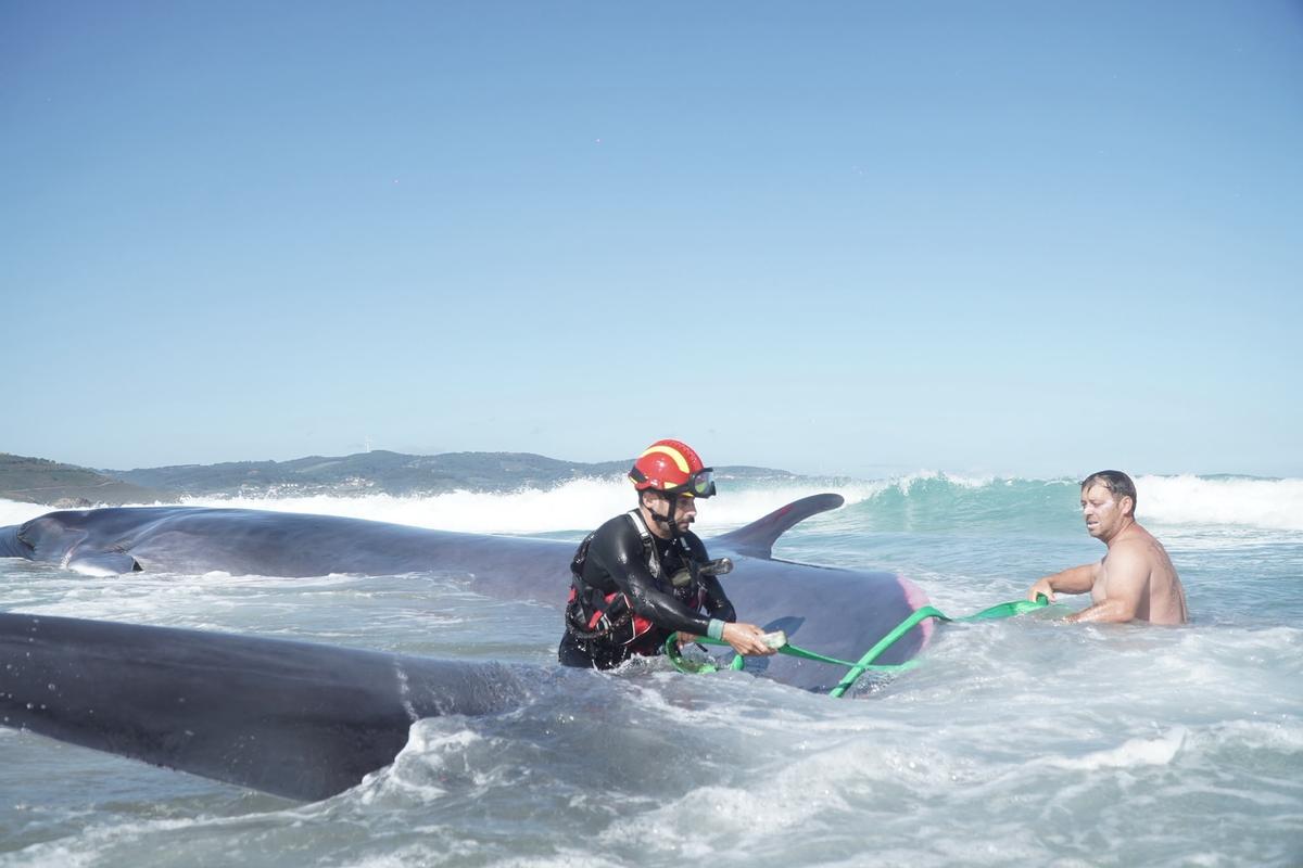 Rescate de la ballena varada en Arteixo