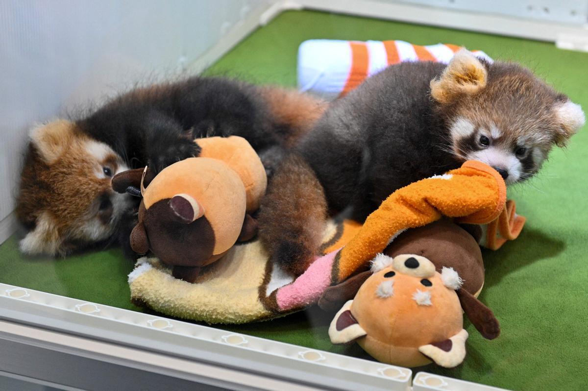 Dos cachorros de panda rojo, presentados en Yokohama