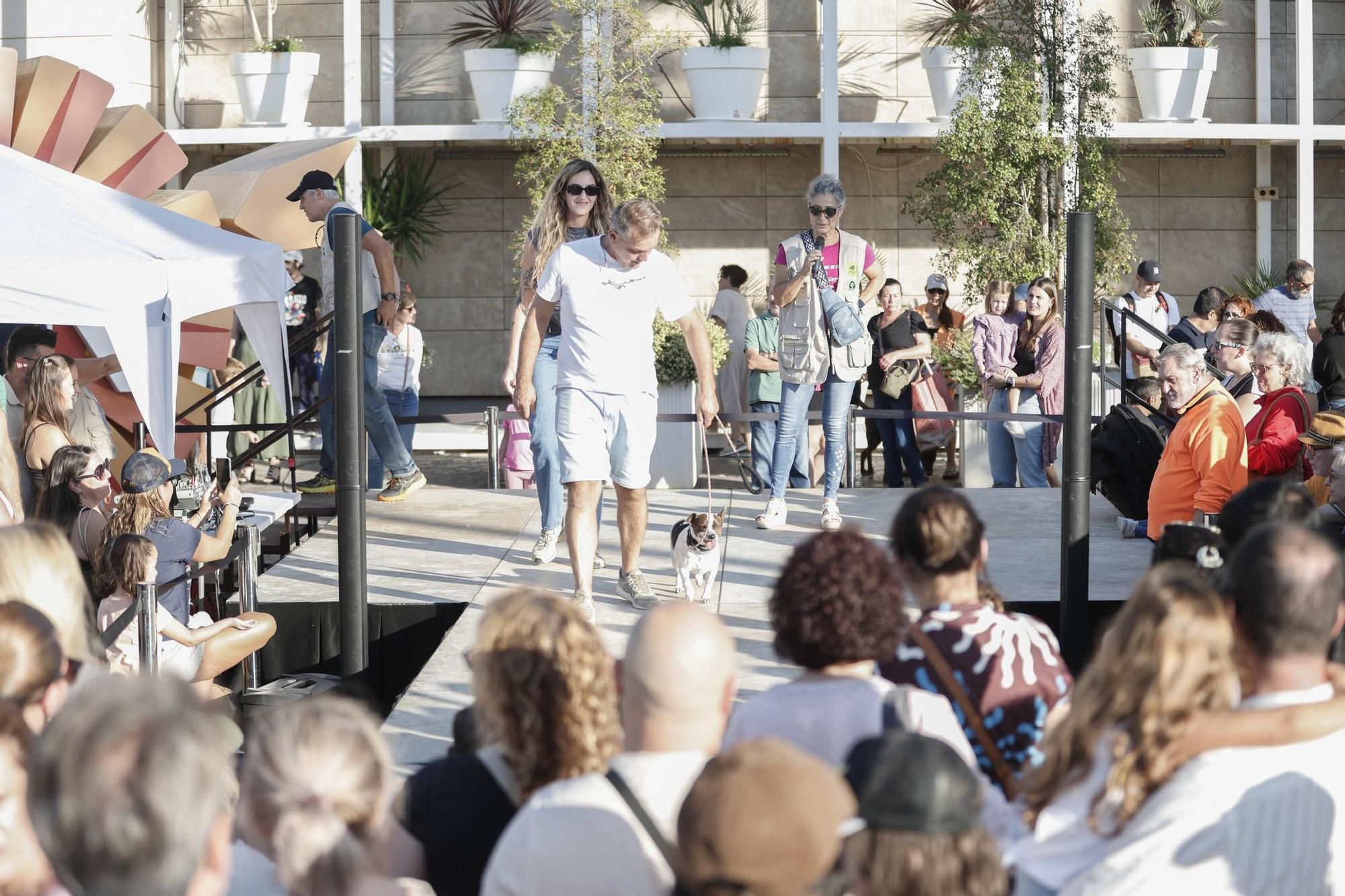 FOTOS | Desfile de Peluditos: Varios perros de Son Reus buscan un hogar