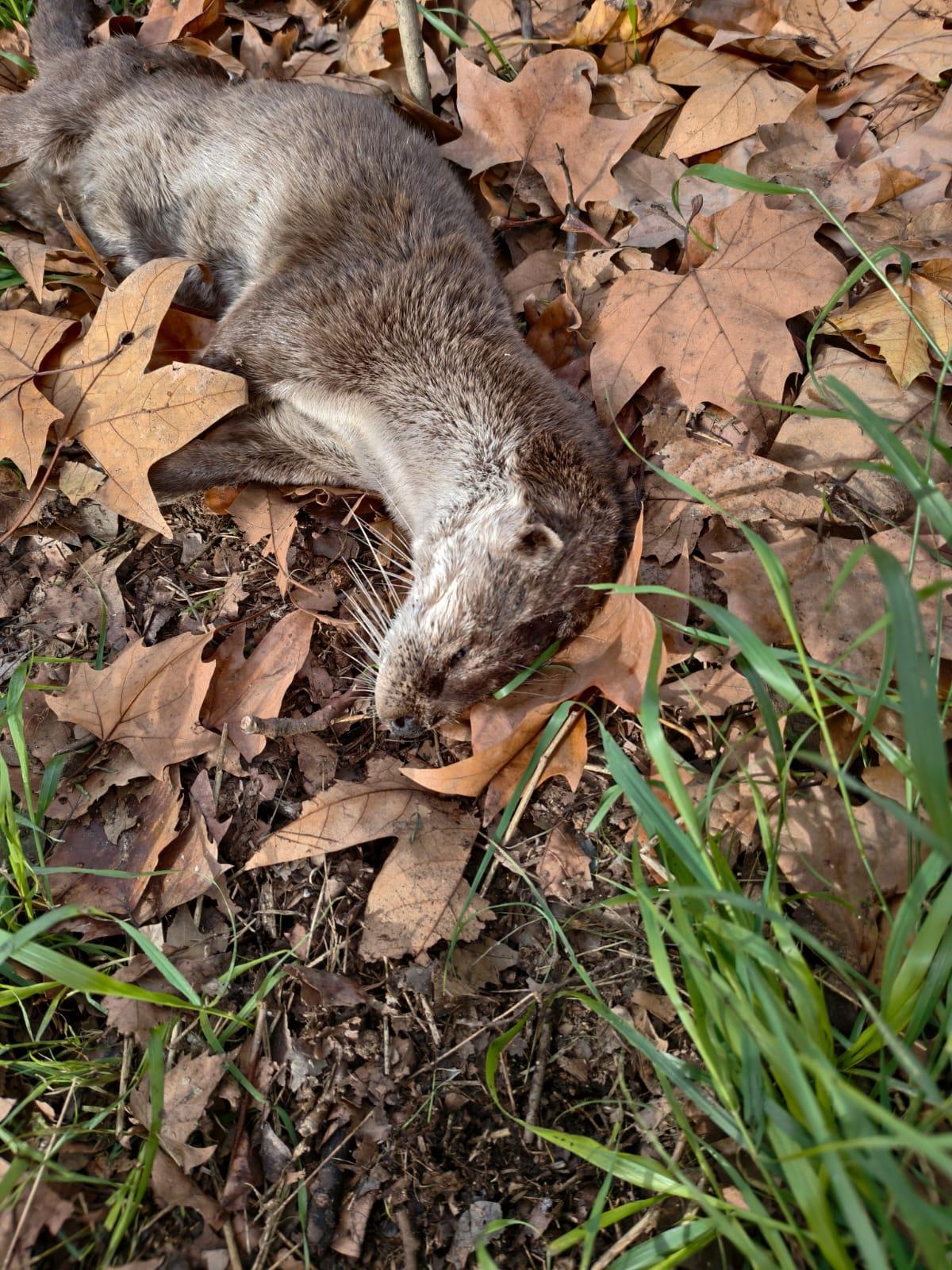 Imagen del animal fallecido.