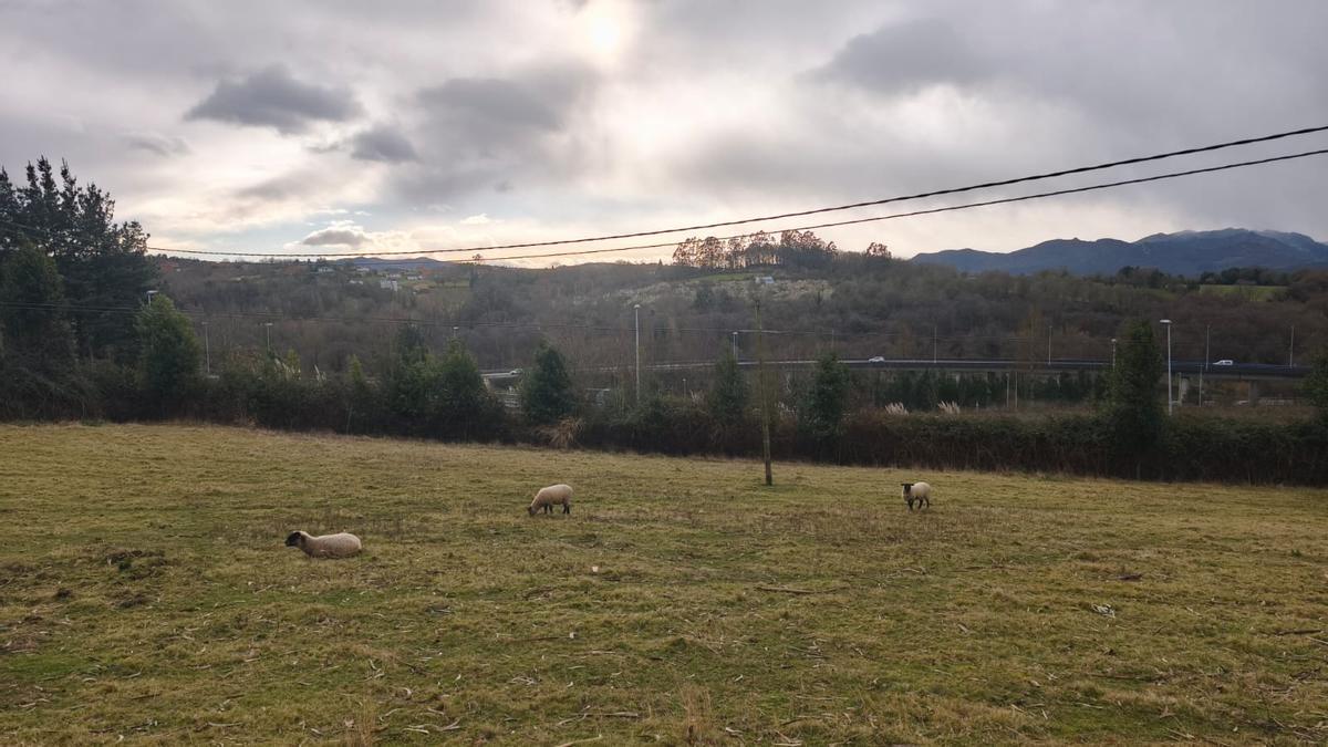 Ovejas pastando en una finca de Vega, limítrofe con Montecerrao. En segundo plano, un ramal del enlace entre El Cueto y Latores.