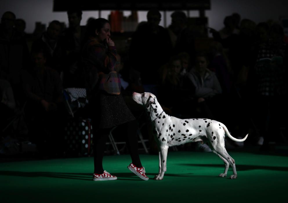 Crufts 2019: L'exhibició de gossos més gran del món