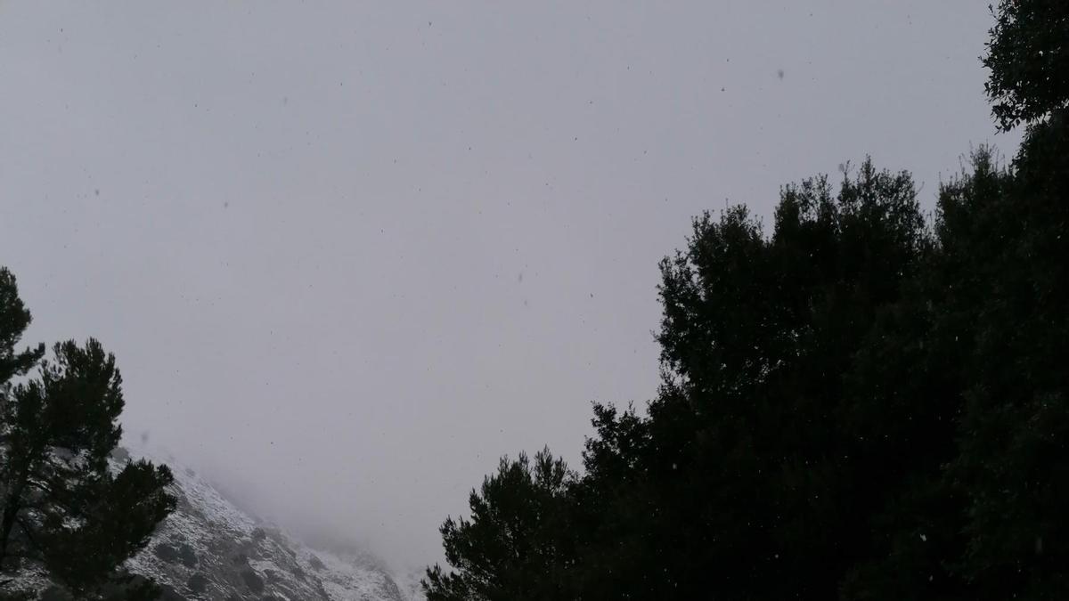 Las mejores imágenes de la nieve en la Serra de Tramuntana