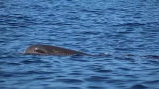 Un cachalote aparece muerto en el Estrecho de Gibraltar tras una colisión con un barco