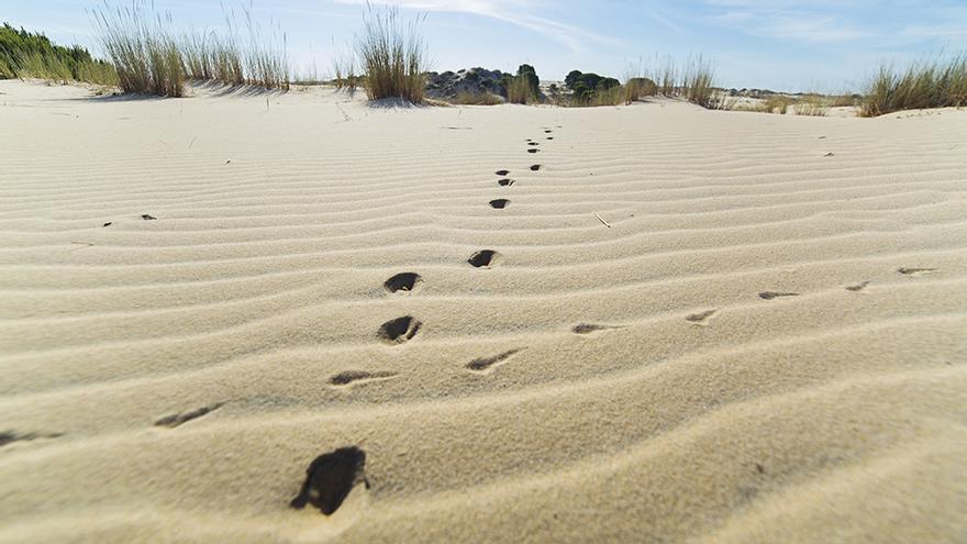 Dunes del Parc Nacional de Doñana