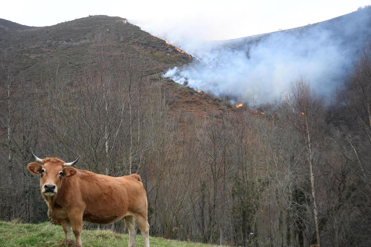 Uno de los incendios que se mantienen activos en Asturias.