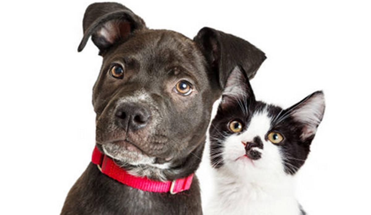 Las nuevas normas que España ha suscrito para proteger a las mascotas