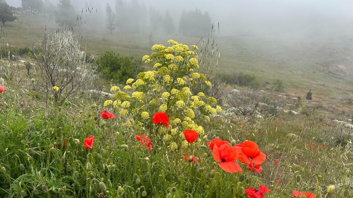 Ruta por la cumbre de Gran Canaria en mayo de 2026.