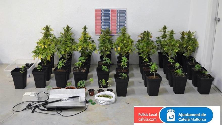 Detenido con 30 plantas de marihuana en un piso en Calvià