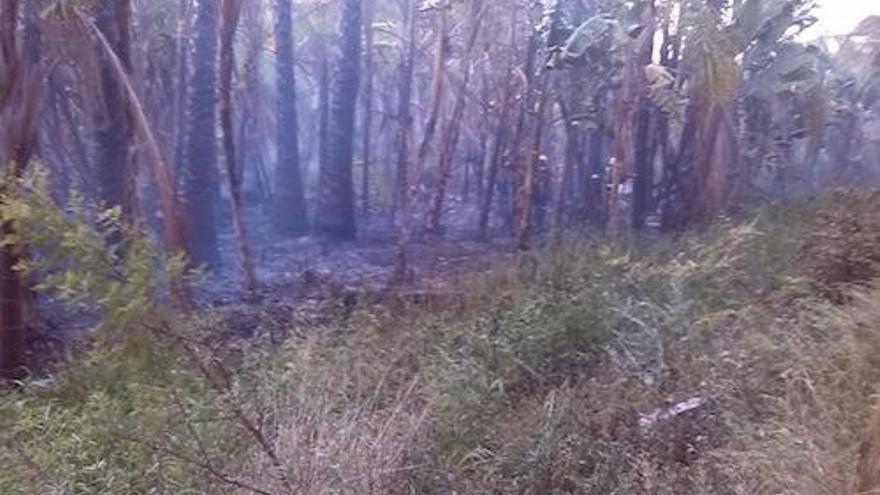 Detenido el presunto autor de un incendio en un palmeral del río Vélez