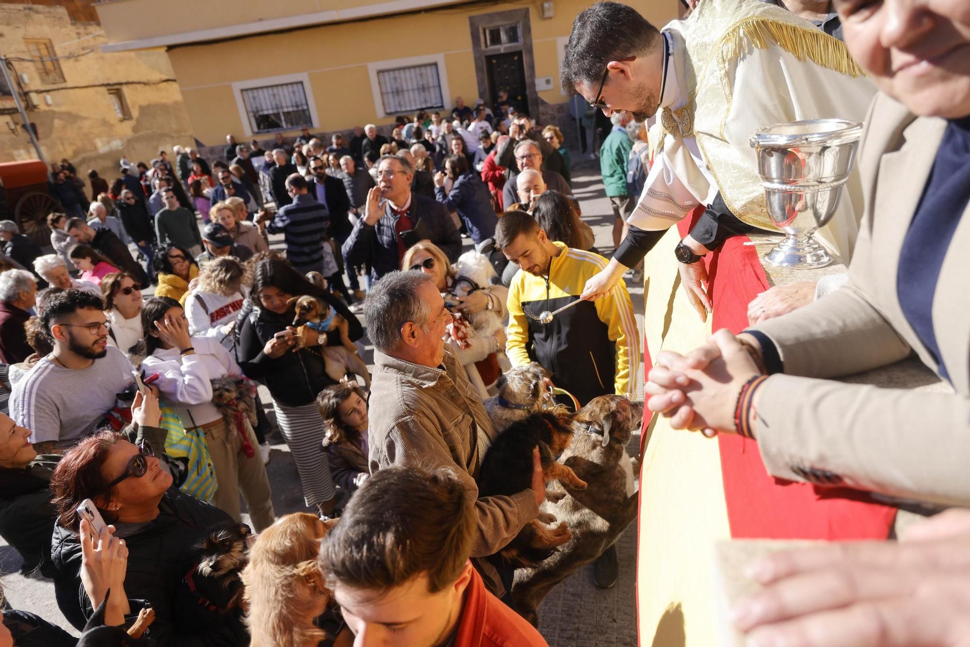 FOTOS: los mejores momentos de la bendición de animales por San Antón en Cartagena