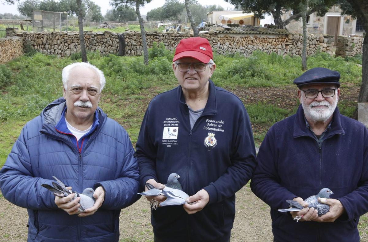 Llorenç Tomàs (Mitte) ist der Superstar der Taubenzüchterszene. Pep Toni (links) und Joan Jaume würden seine Geheimnisse gerne kennen. | FOTO: BENDGENS