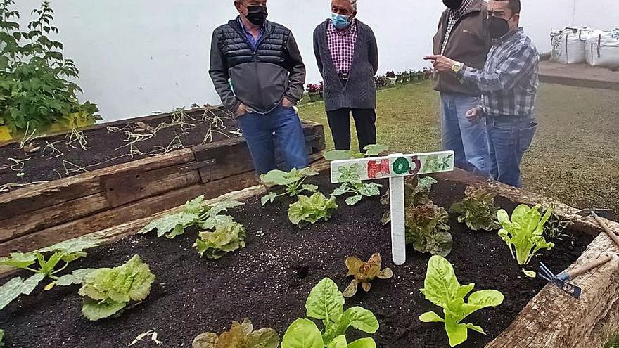 Por la izquierda, Arcadio Zapico, Arterio Fernández, Felipe Morán y Manuel Castrillón, ayer, junto a uno de los sembrados. | D. M.