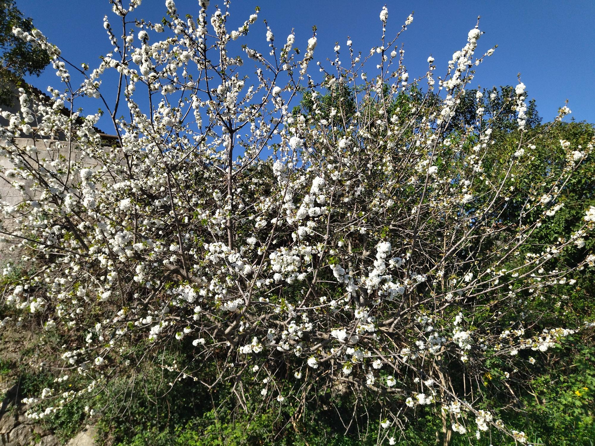 El "Hanami" valenciano: ya florecen los cerezos en la Vall de Laguar