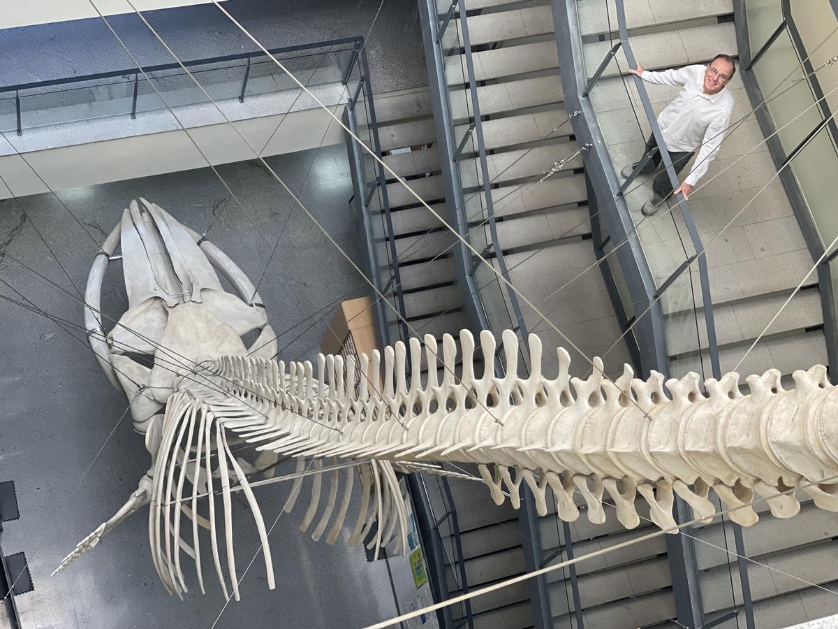 Pedro Jordano, en la escalera del edificio de la Estación Doñana, en la que se ha instalado un esqueleto enorme de una hembra adulta de rocual común que varó en la playa de Doñana hace 8 años.