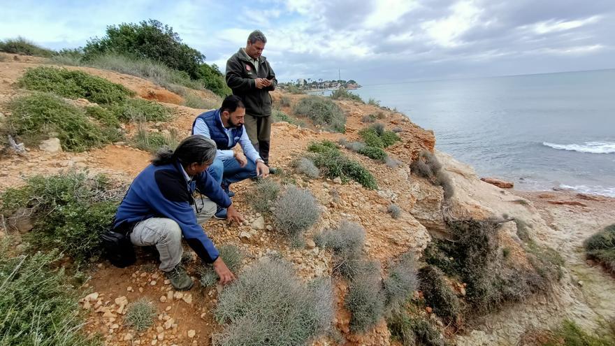 Descubren una nueva población de una planta en peligro de extinción en la costa de Orihuela