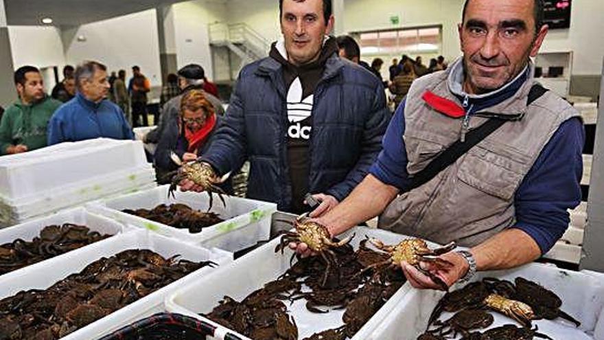 Ejemplares de nécoras antes de ser subastados en una lonja gallega.