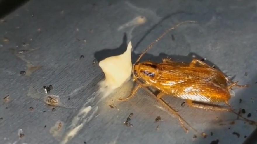 Cucaracha alemana se alimenta de un señuelo lleno de veneno