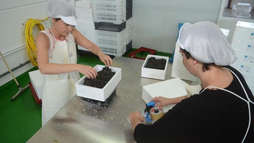 Alcampo crea una nueva línea de algas ecológicas que se envasan en Cambados